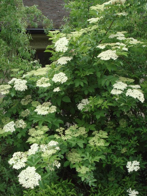 Sambucus nigra